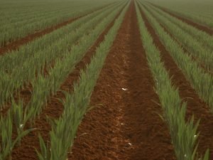 Placeholder — intended image: From the farm — planting season on the monastery land