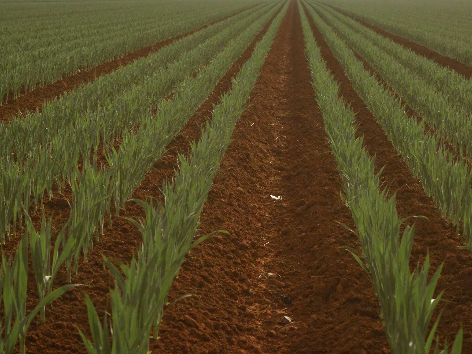 Placeholder — intended image: From the farm — planting season on the monastery land